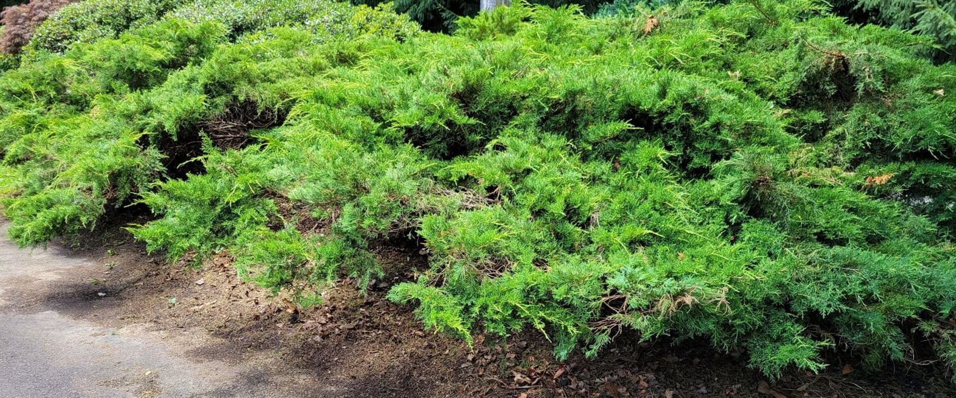 Identifying Signs Your Plant Needs Plant Health Care (PHC) Services