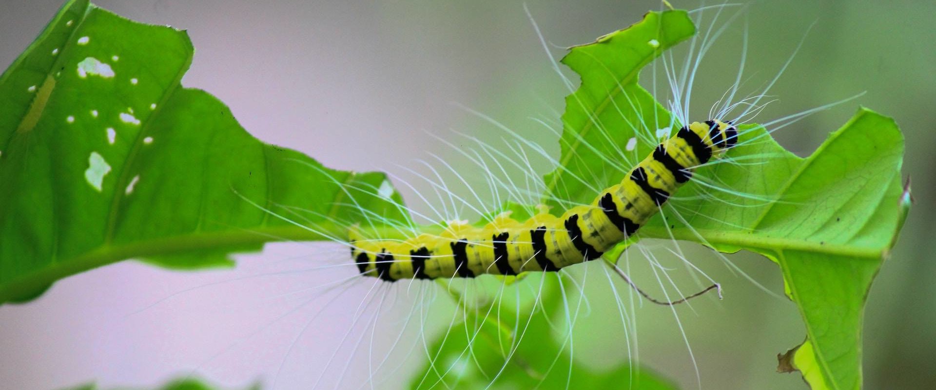 The Role of Plant Health Care in Preventing and Managing Pest and Disease Outbreaks