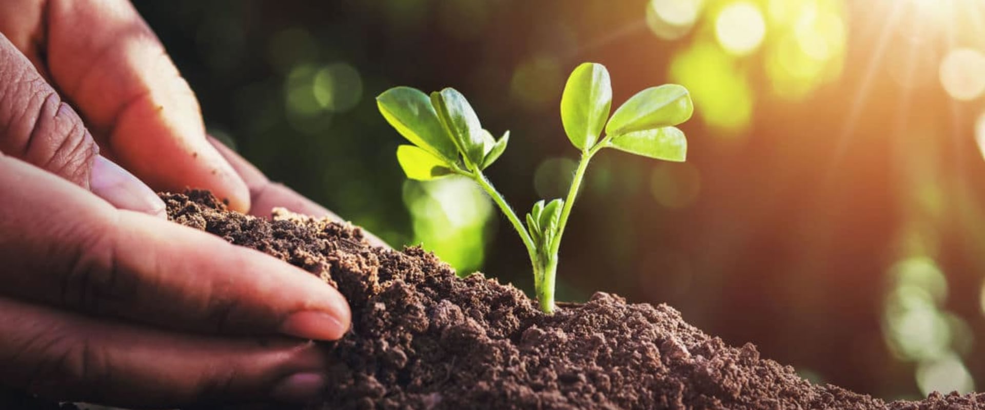 The Crucial Role of Soil Health and Nutrition in Plant Health Care (PHC)