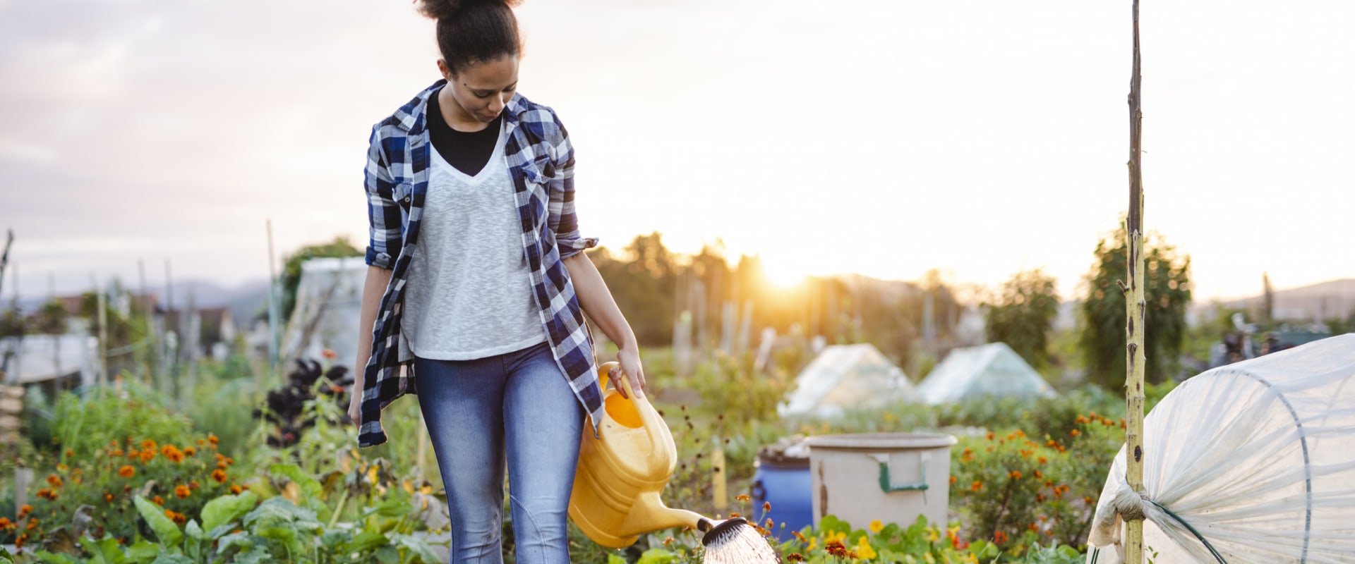 Incorporating Plant Health Care Practices into Your Garden: A Homeowner's Guide