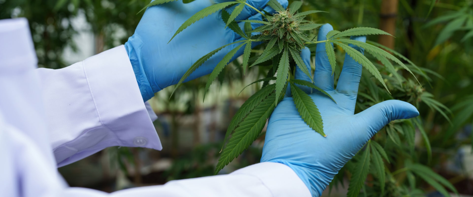 Debunking Myths: Common Misconceptions About Plant Health Care (PHC)