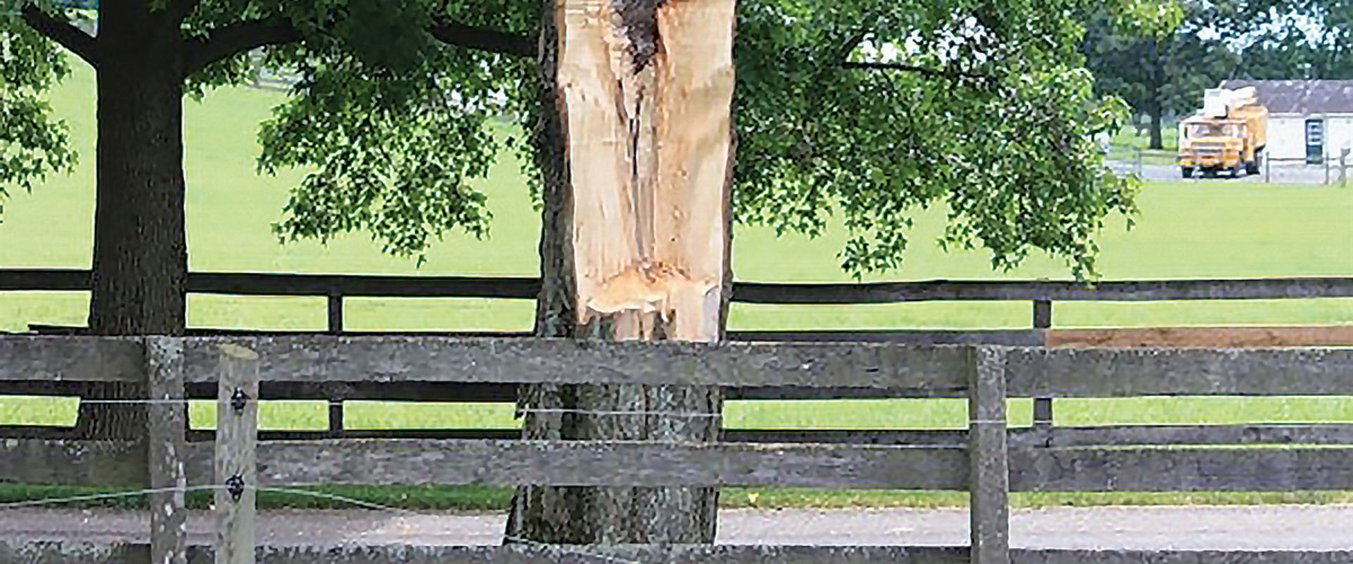 The Crucial Role of Proper Pruning in Plant Health Care (PHC)