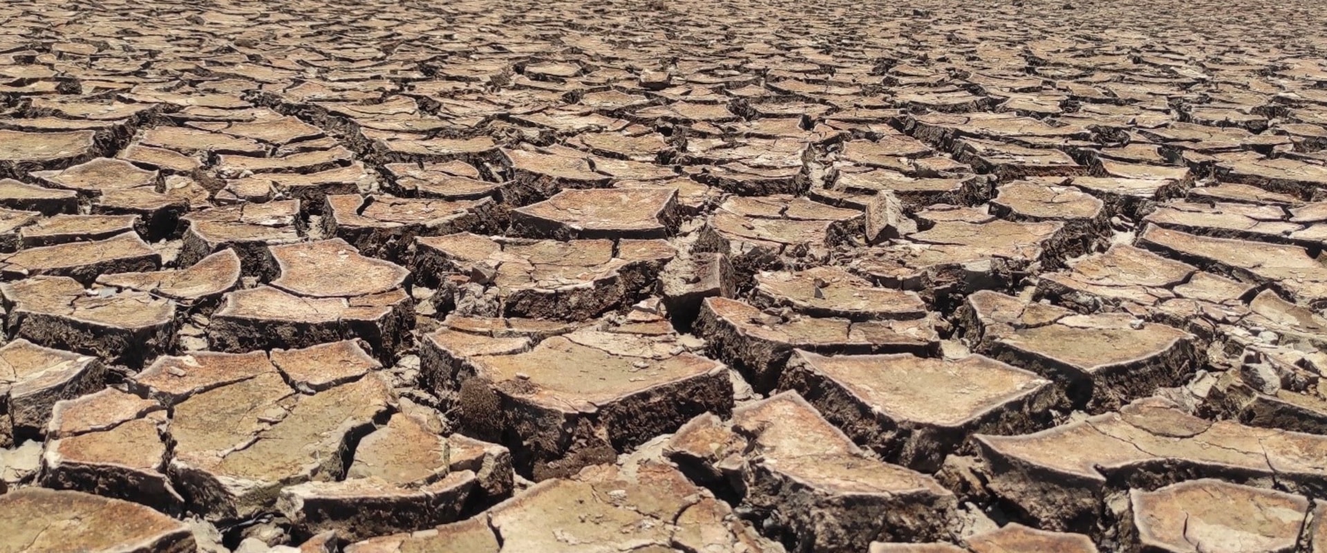 The Impact of Climate Change on Plant Health Care Practices