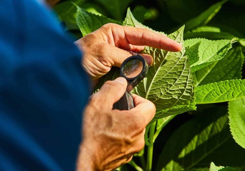 Understanding Plant Health Care (PHC) for Enhanced Plant Longevity and Vitality