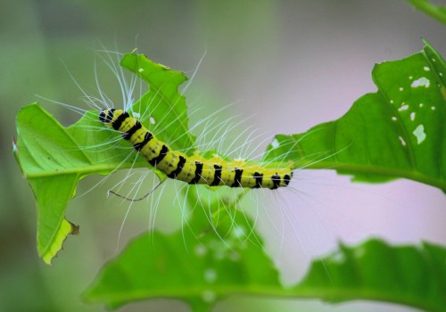 The Role of Plant Health Care in Preventing and Managing Pest and Disease Outbreaks