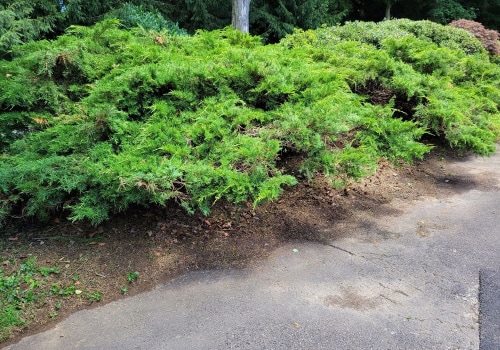 Avoiding Common Mistakes in Plant Health Care (PHC) Implementation