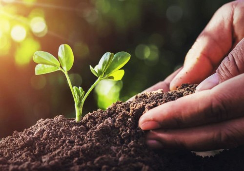 Essential Techniques in Plant Health Care (PHC) for Optimal Plant Growth