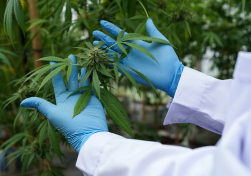 Debunking Myths: Common Misconceptions About Plant Health Care (PHC)